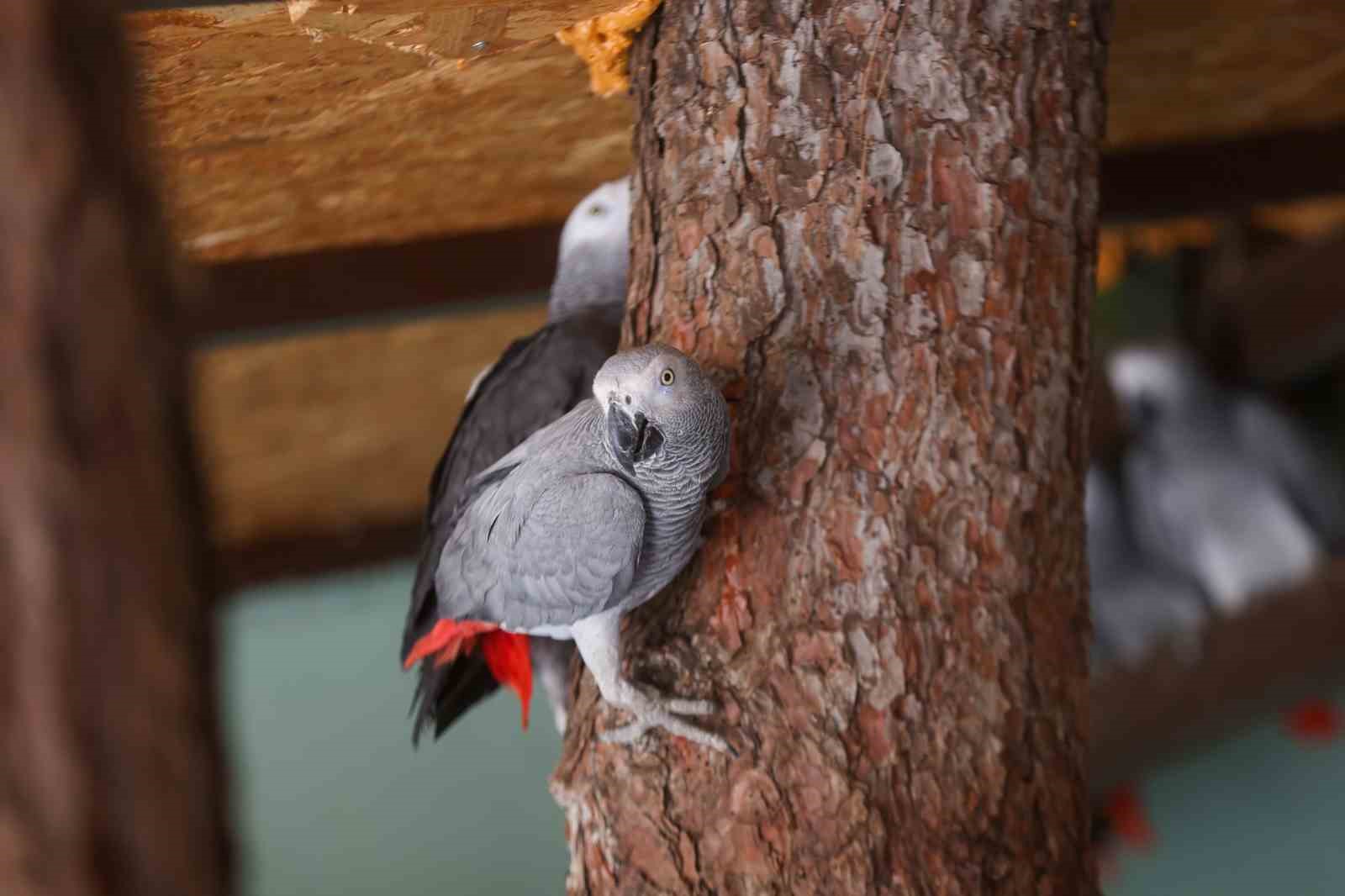 İstanbul Havalimanı’nda yakalanan papağanların yeni yuvası Gaziantep Hayvanat Bahçesi
