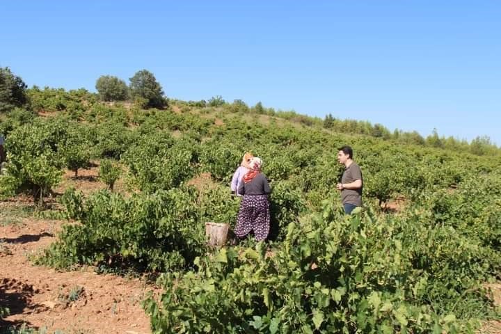 Küresel ısınma Denizli’de üzüm hasadını erken başlattı
