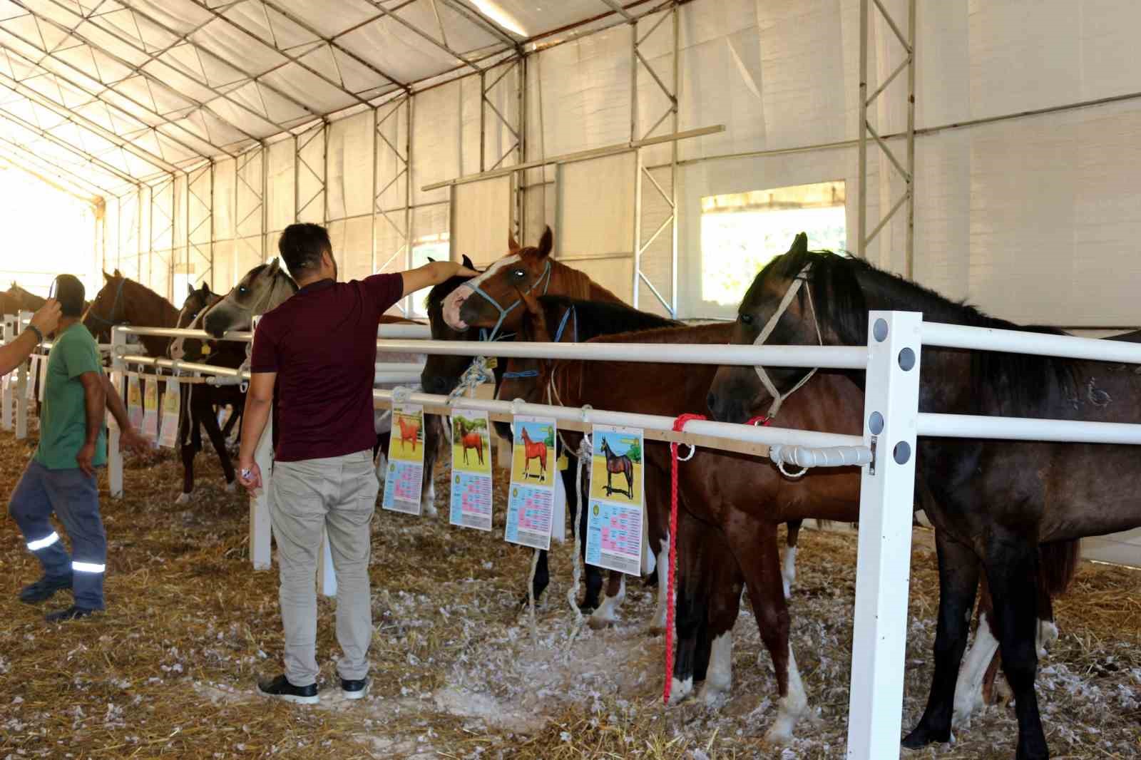 TİGEM tay satışından tek seferde 20 milyon 845 bin liralık gelir elde etti
