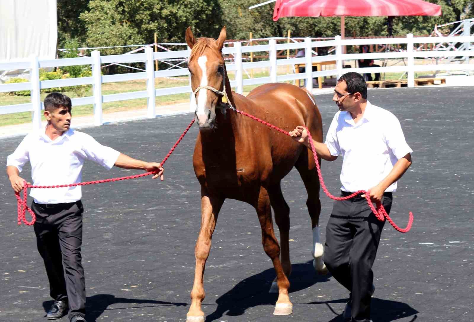 TİGEM tay satışından tek seferde 20 milyon 845 bin liralık gelir elde etti
