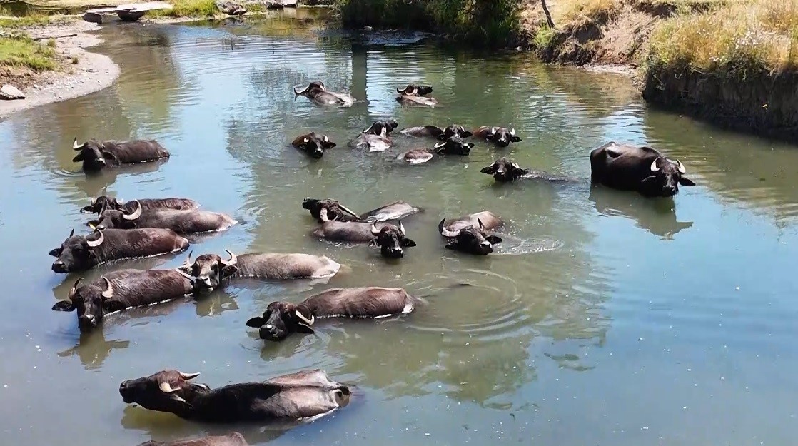 Burası Serengeti değil Erzincan Ovası
