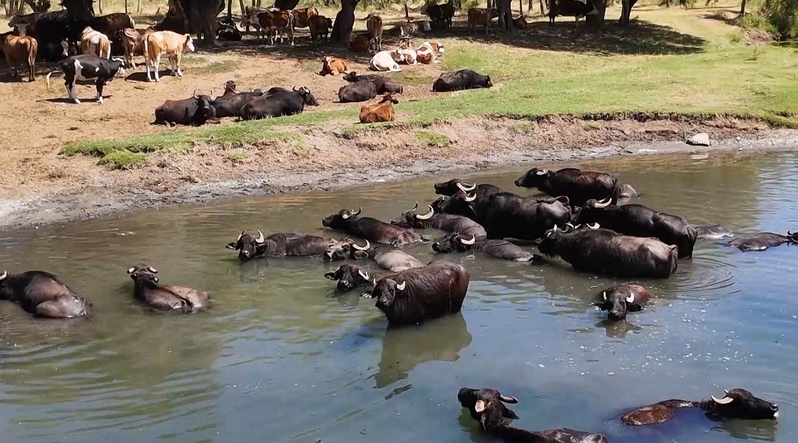 Burası Serengeti değil Erzincan Ovası
