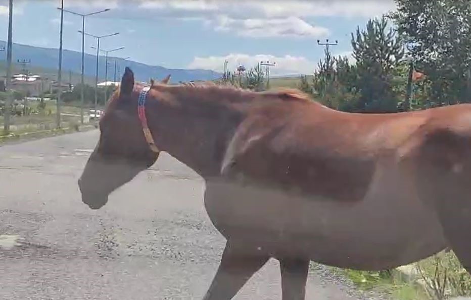 Ardahan’da kara yoluna inen başıboş atlar tehlike saçıyor
