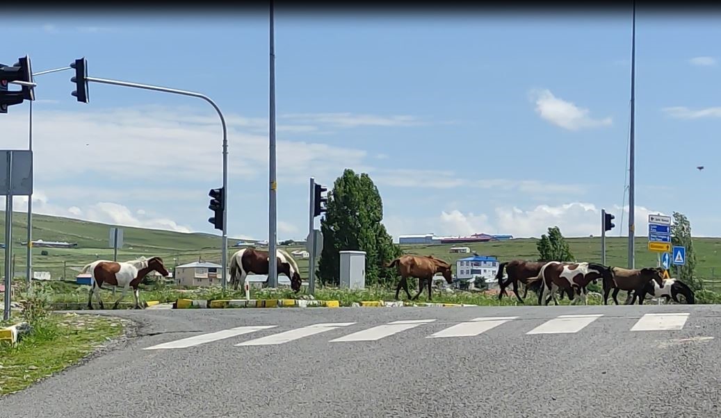 Ardahan’da kara yoluna inen başıboş atlar tehlike saçıyor
