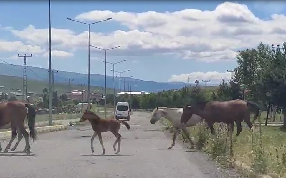 Ardahan’da kara yoluna inen başıboş atlar tehlike saçıyor
