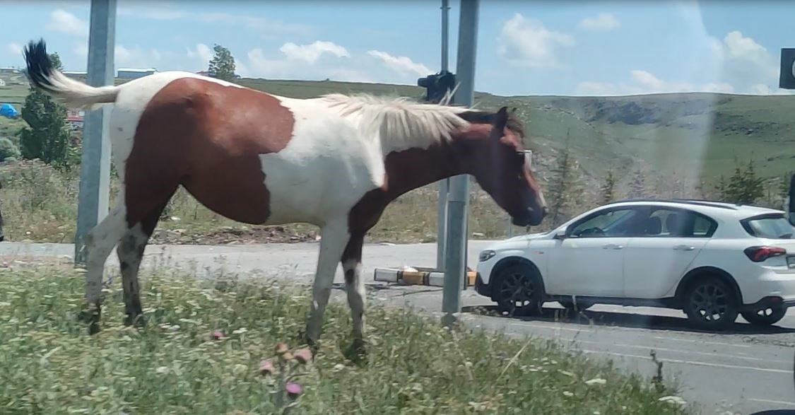 Ardahan’da kara yoluna inen başıboş atlar tehlike saçıyor
