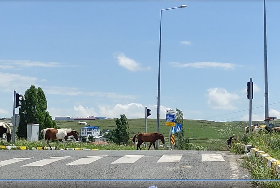 Ardahan’da kara yoluna inen başıboş atlar tehlike saçıyor
