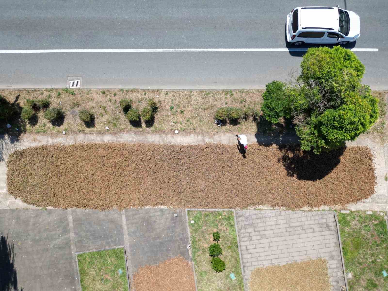 Karadeniz Sahil Yolu fındıkçılar için harman yeri oldu
