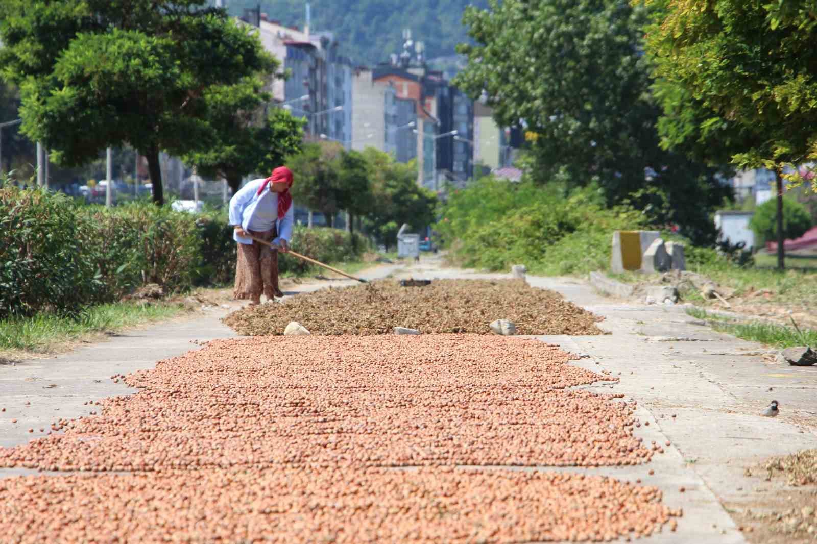 Karadeniz Sahil Yolu fındıkçılar için harman yeri oldu
