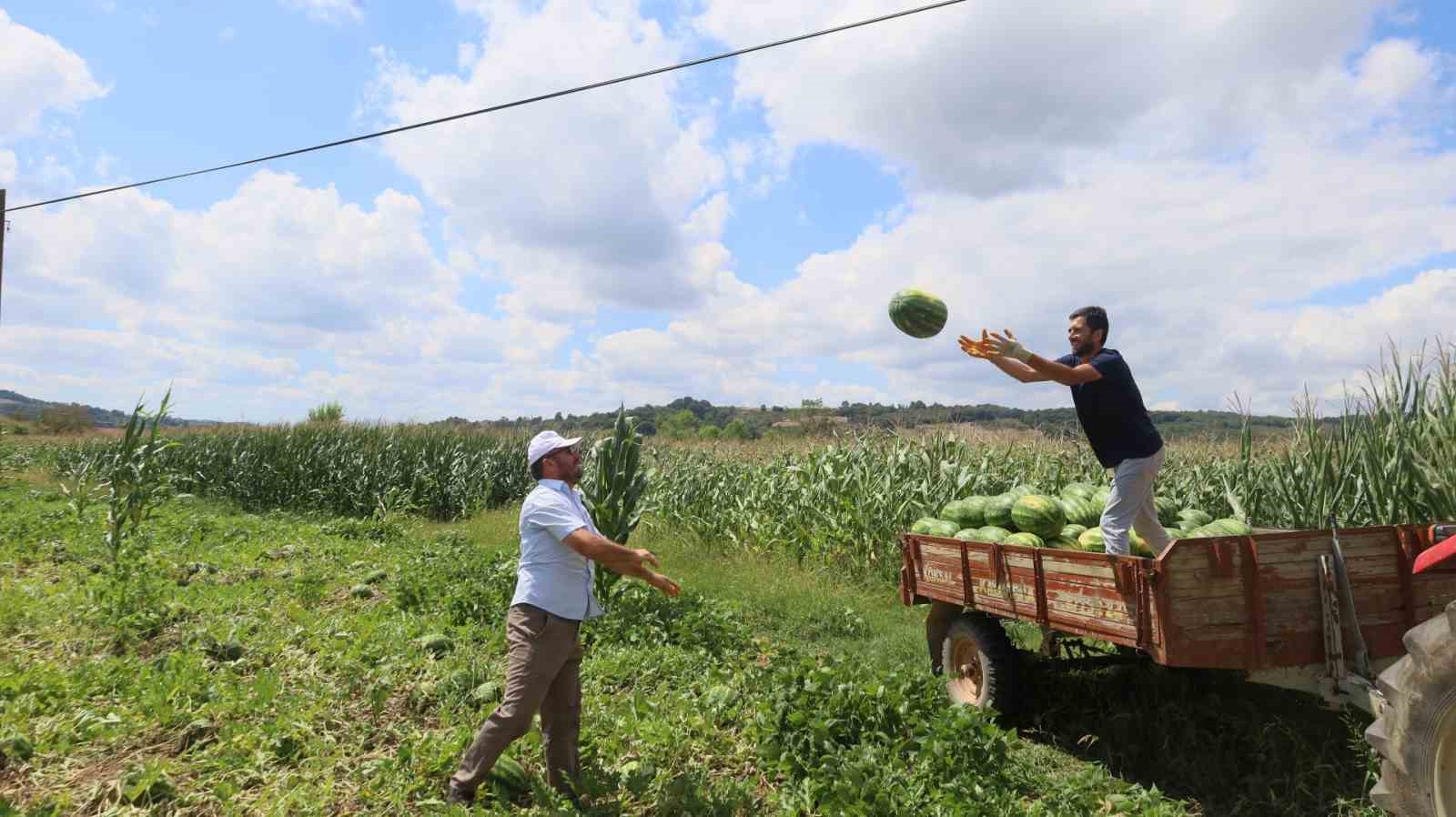 Coğrafi işaretli Kandıra karpuzunda hasat zamanı
