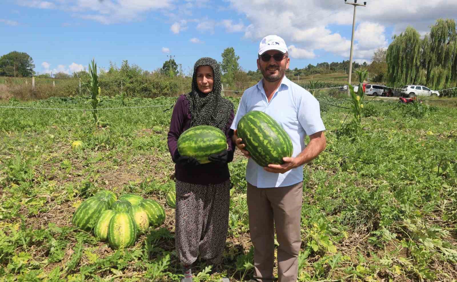 Coğrafi işaretli Kandıra karpuzunda hasat zamanı
