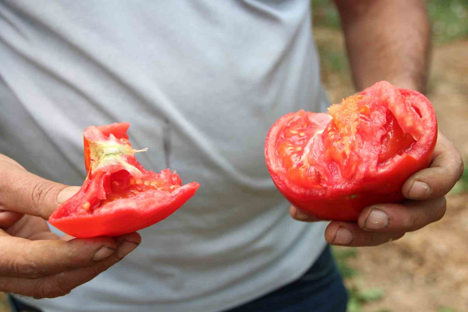 Bilecik’te çiftçi pembe domates fiyatından memnun değil
