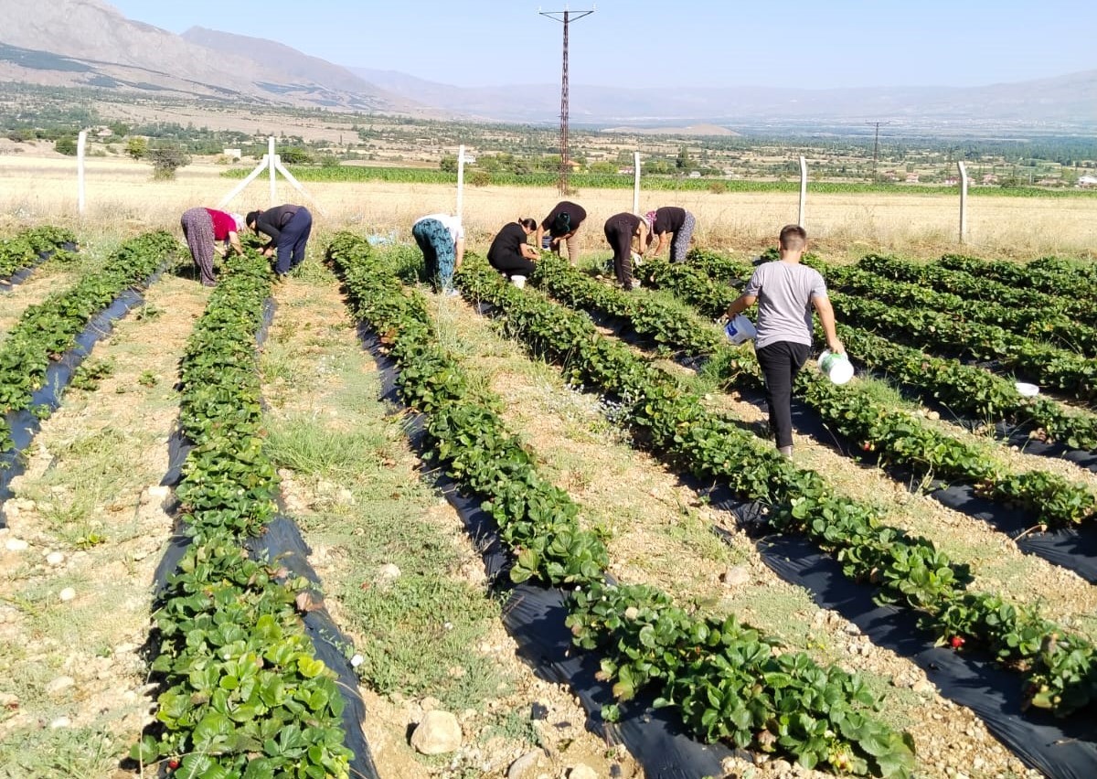 Erzincan’da ikinci çilek hasadı başladı
