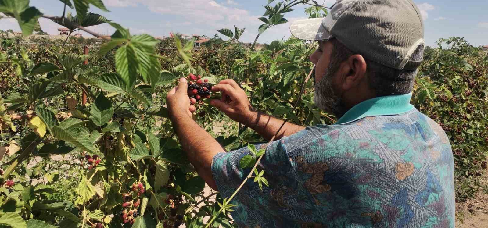 Kayserililer böğürtleni dalında yiyor
