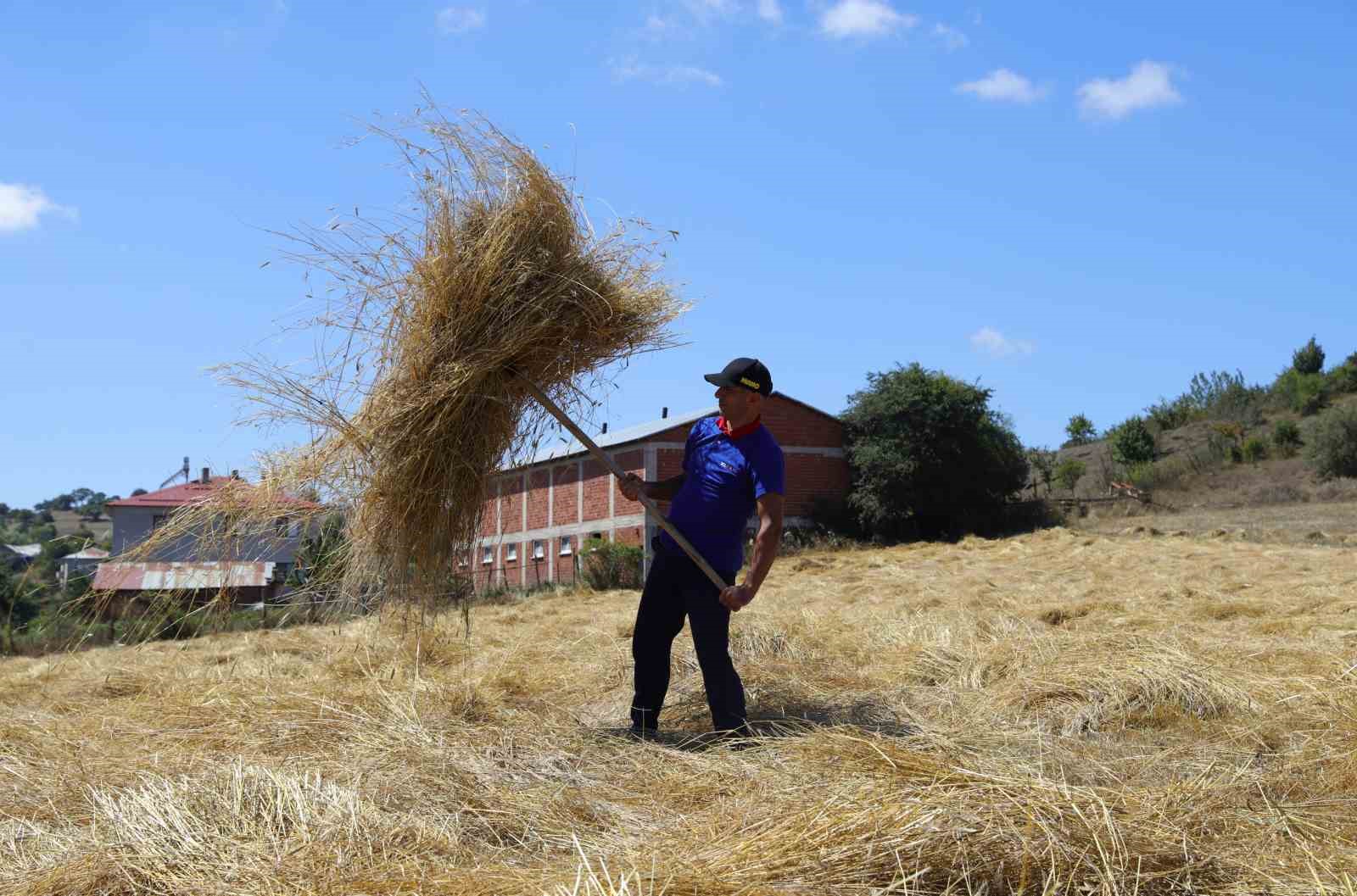 Ordu’da siyez buğday hasadı sevindirdi
