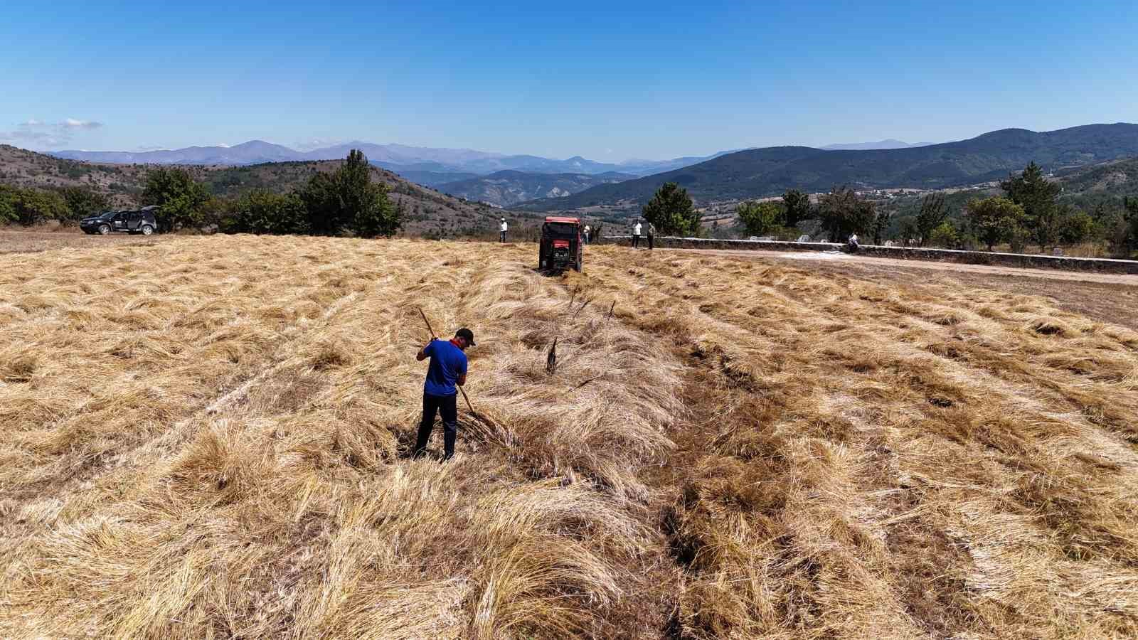 Ordu’da siyez buğday hasadı sevindirdi
