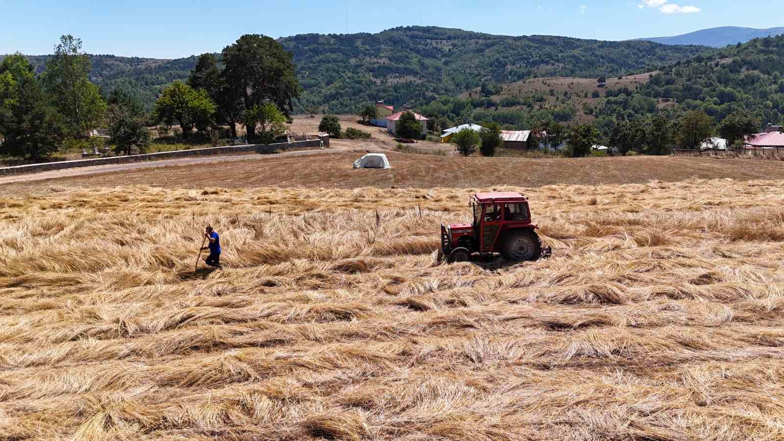 Ordu’da siyez buğday hasadı sevindirdi
