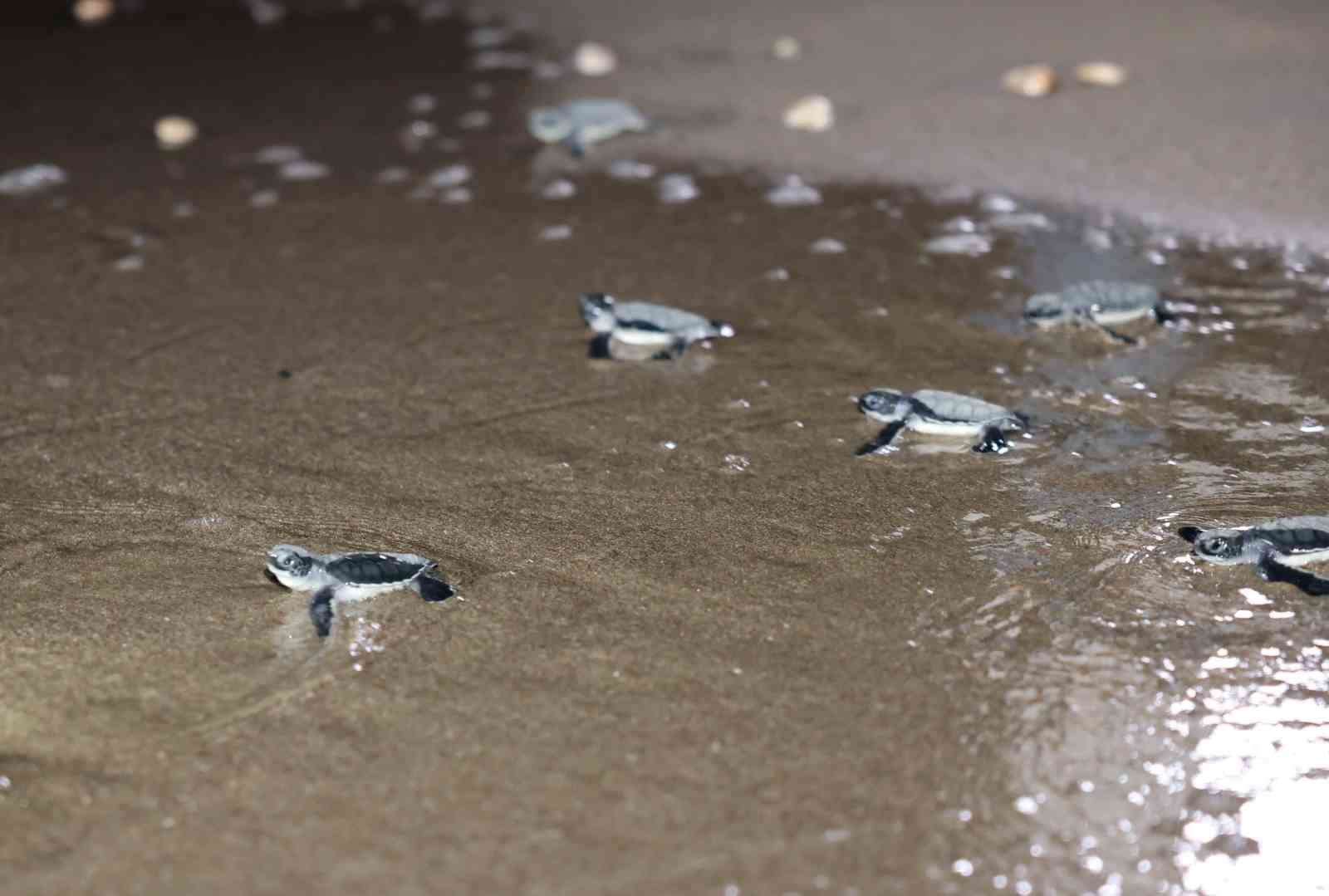 Caretta carettalar denizle buluşuyor
