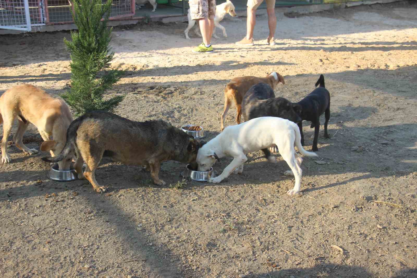 Kuşadası’nda sokak köpekleri için özel barınak
