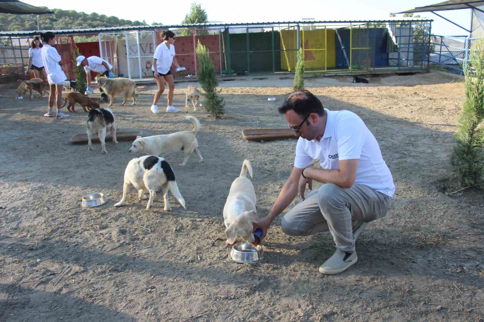 Kuşadası’nda sokak köpekleri için özel barınak
