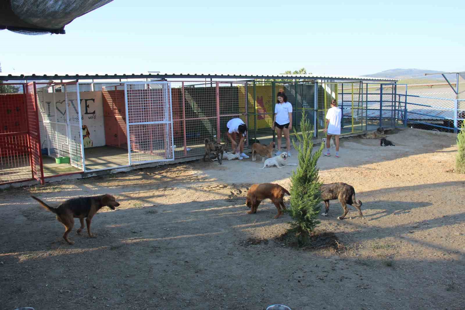 Kuşadası’nda sokak köpekleri için özel barınak
