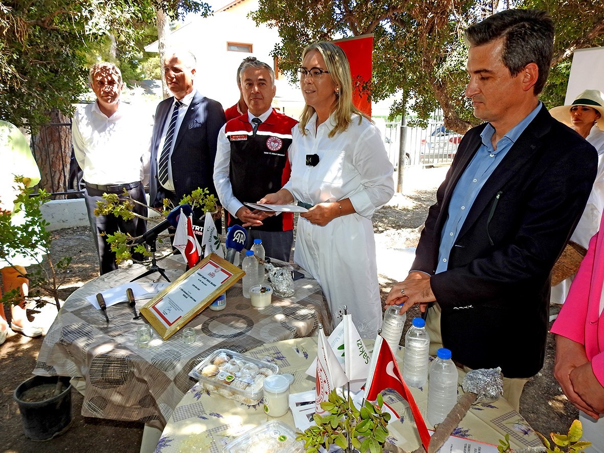 Çeşme’deki sakız ağaçlarında hasat hazırlıkları devam ediyor
