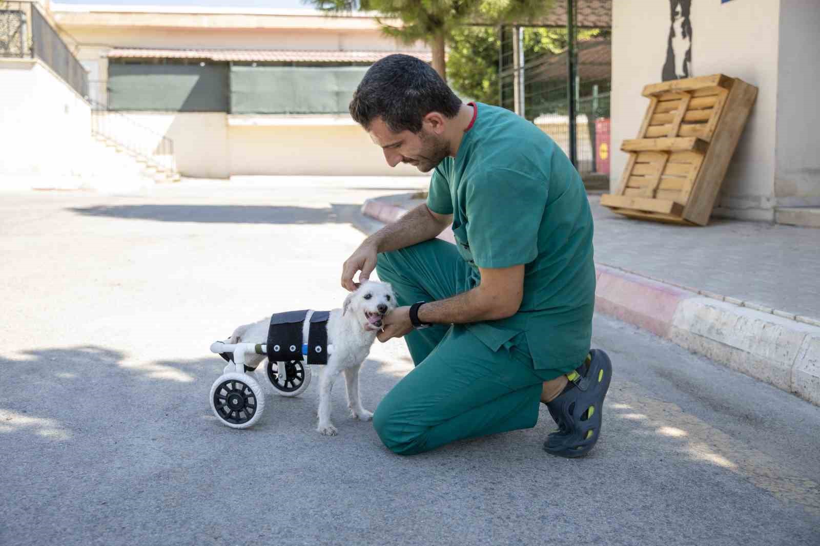 Arka ayakları kesilmiş halde bulunan köpek yürüteçle yürümeye başladı
