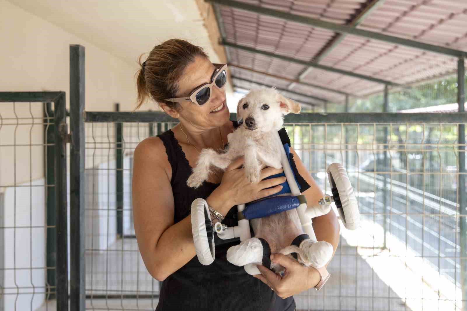 Arka ayakları kesilmiş halde bulunan köpek yürüteçle yürümeye başladı
