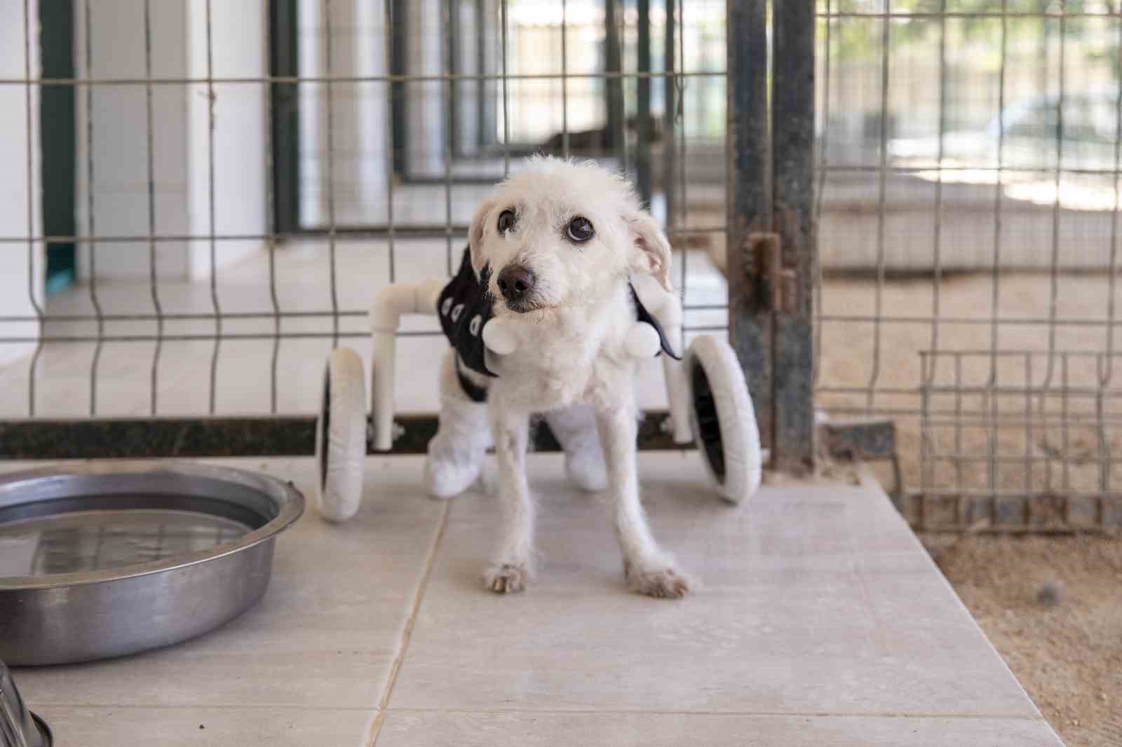 Arka ayakları kesilmiş halde bulunan köpek yürüteçle yürümeye başladı
