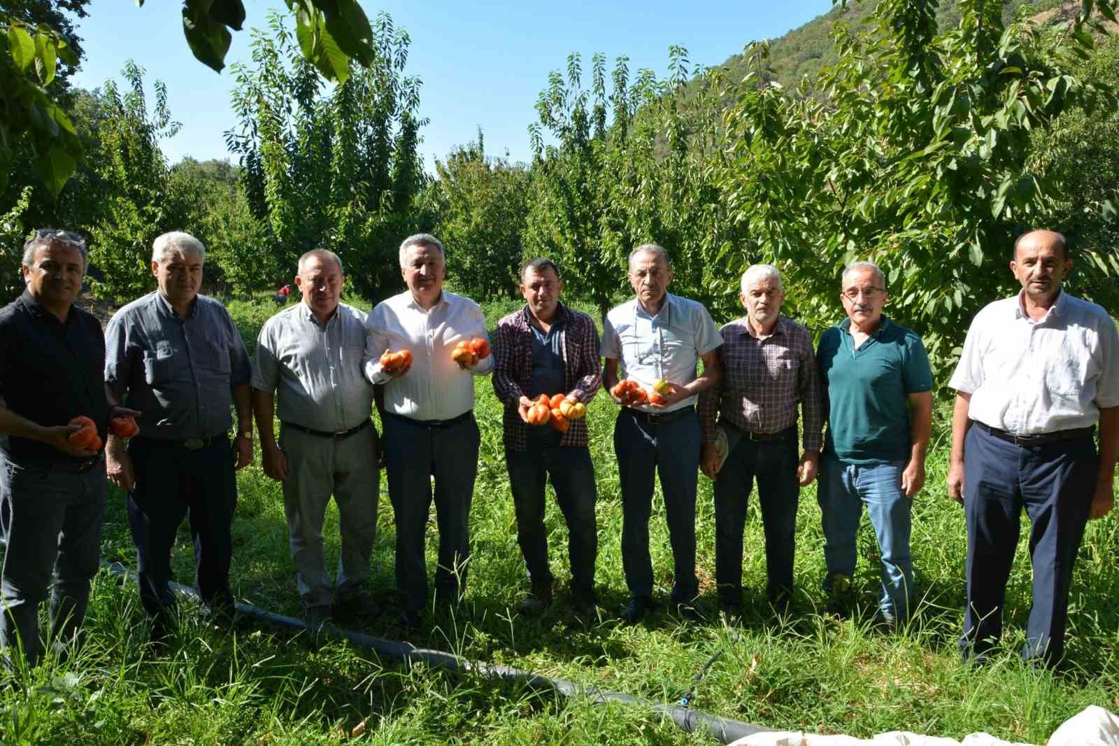 Nazilli’de domates hasat etkinliği yapıldı
