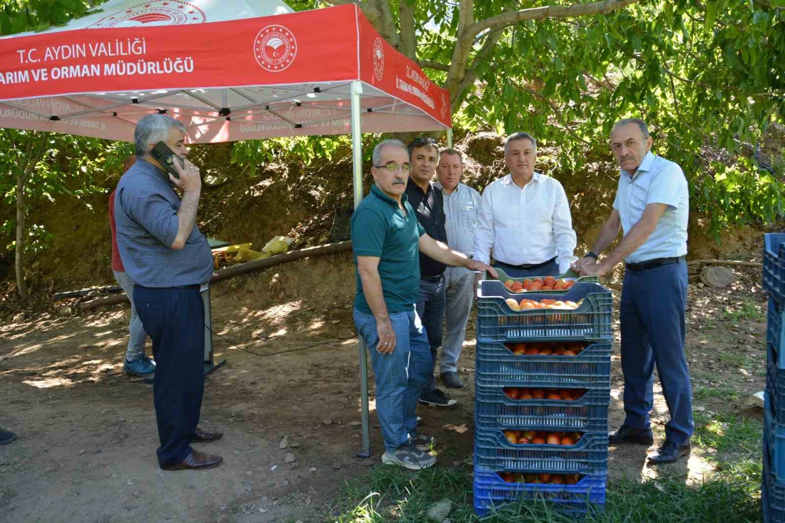 Nazilli’de domates hasat etkinliği yapıldı
