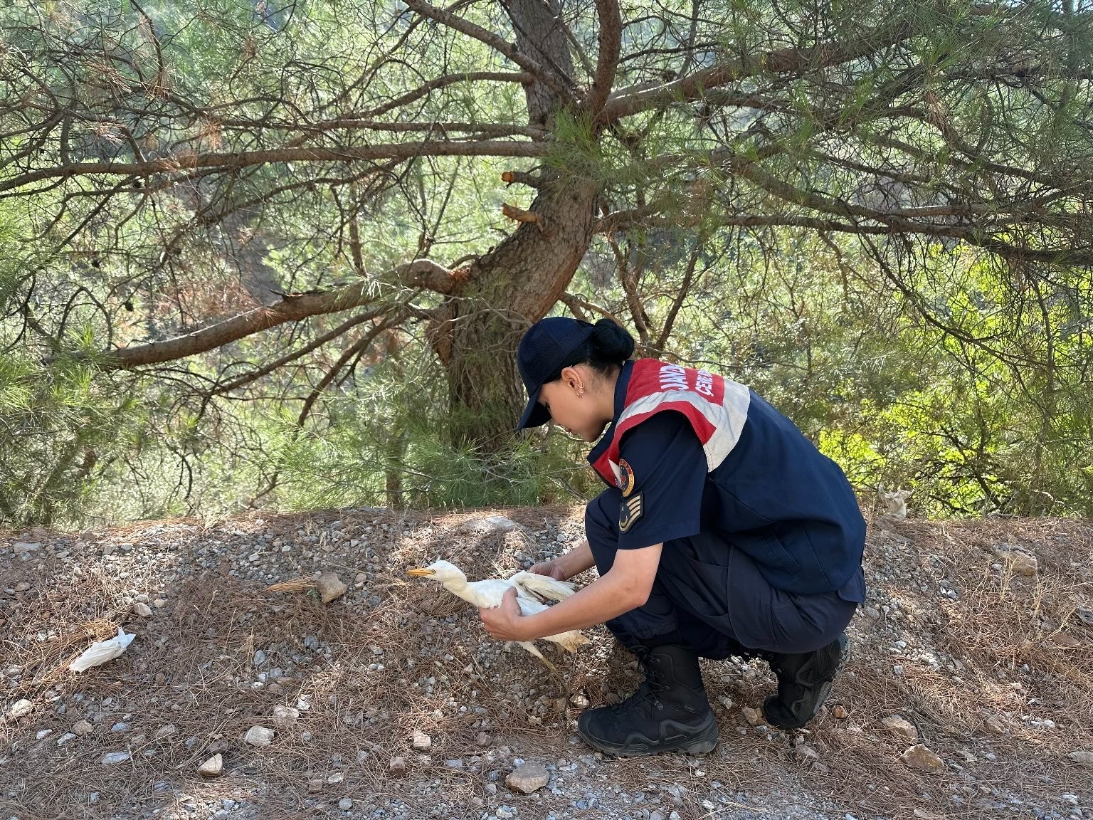 Bitkin halde bulunan yaralı ’balıkçıl kuşu’ koruma altına alındı
