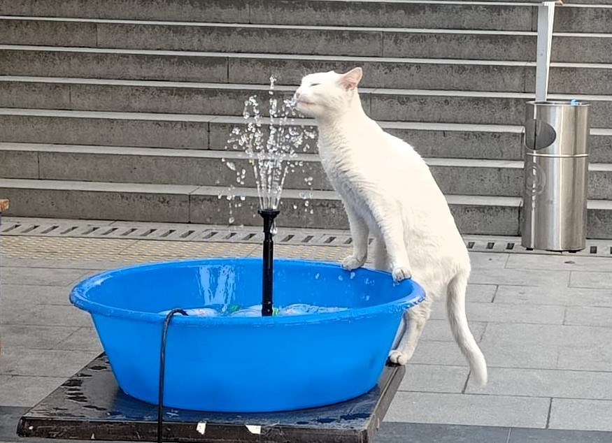 Kavurucu sıcaklar sevimli dostları terletti
