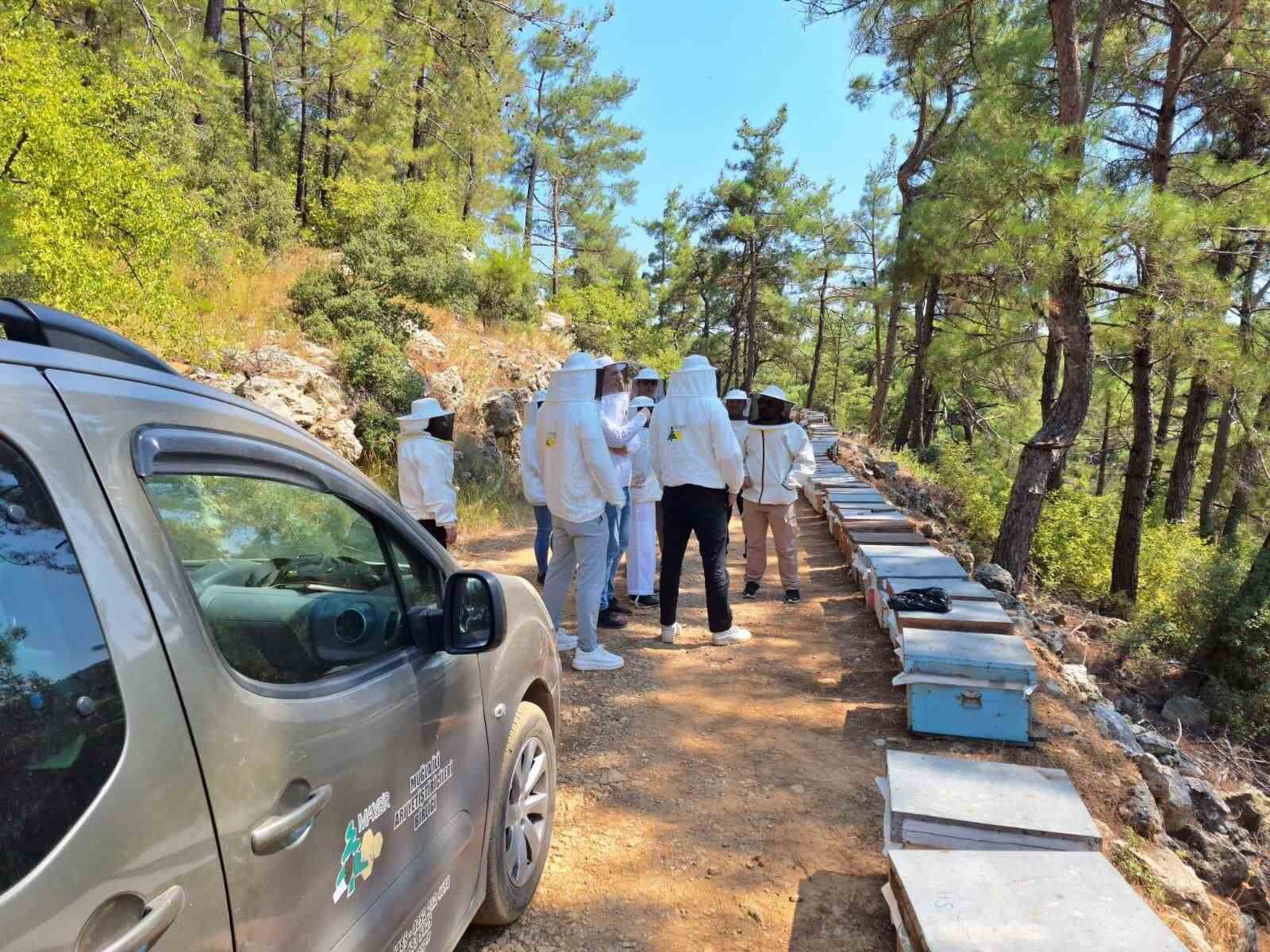 Muğla’nın çam balı, Birleşik Krallık’ın radarında
