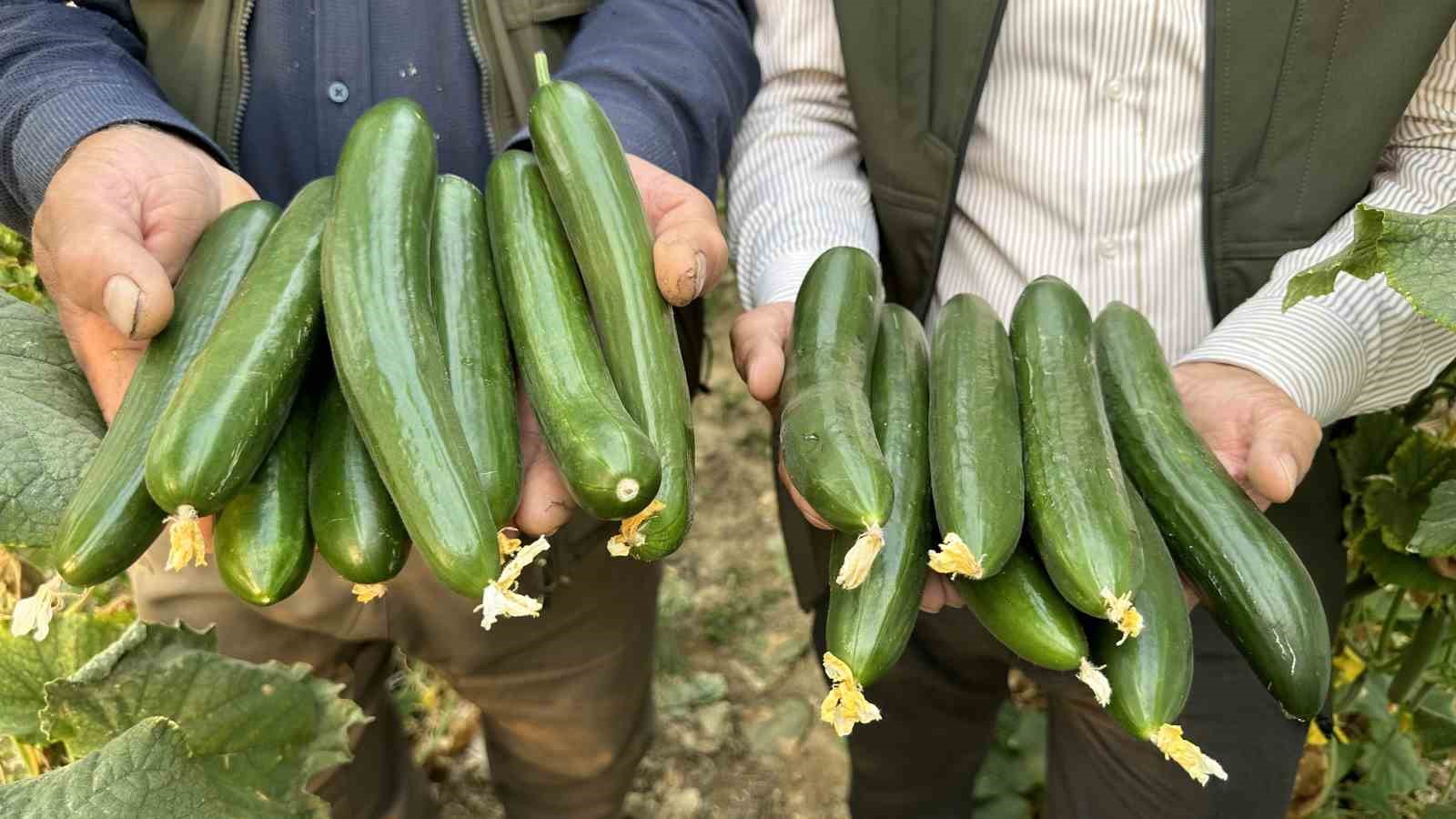 Yüksekova’da seracılık gelişiyor
