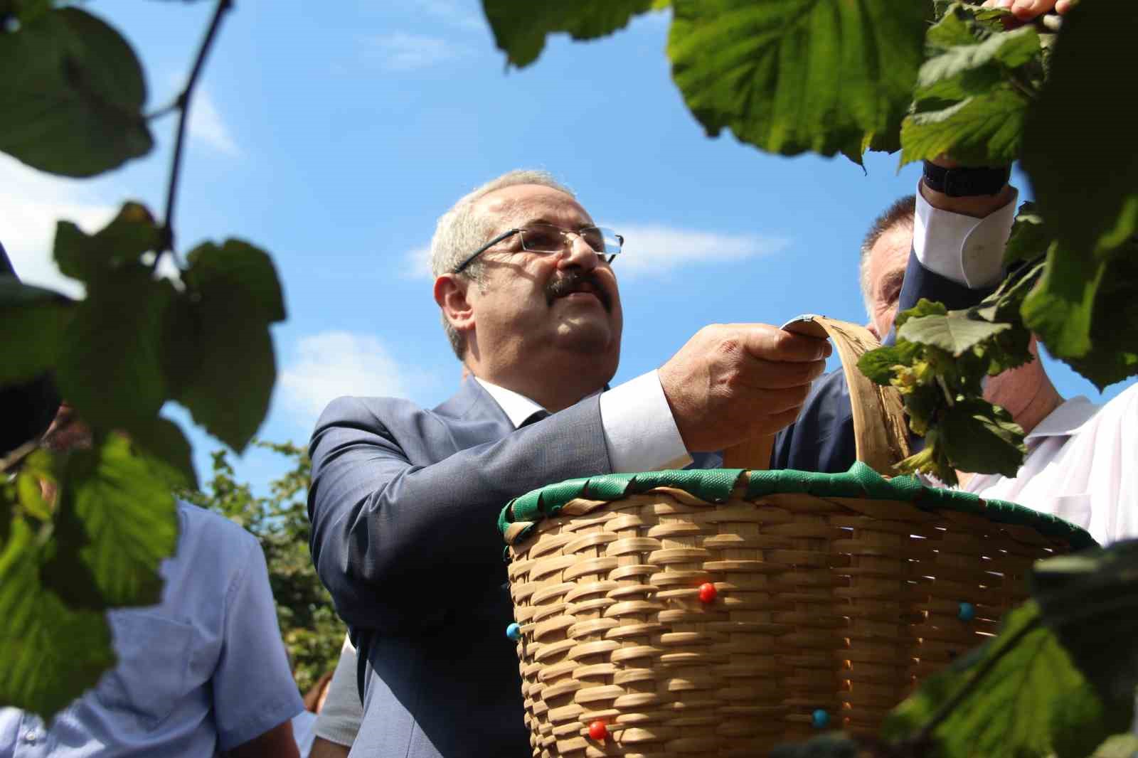 Samsun’da fındık hasadı: 114 bin ton rekolte beklentisi
