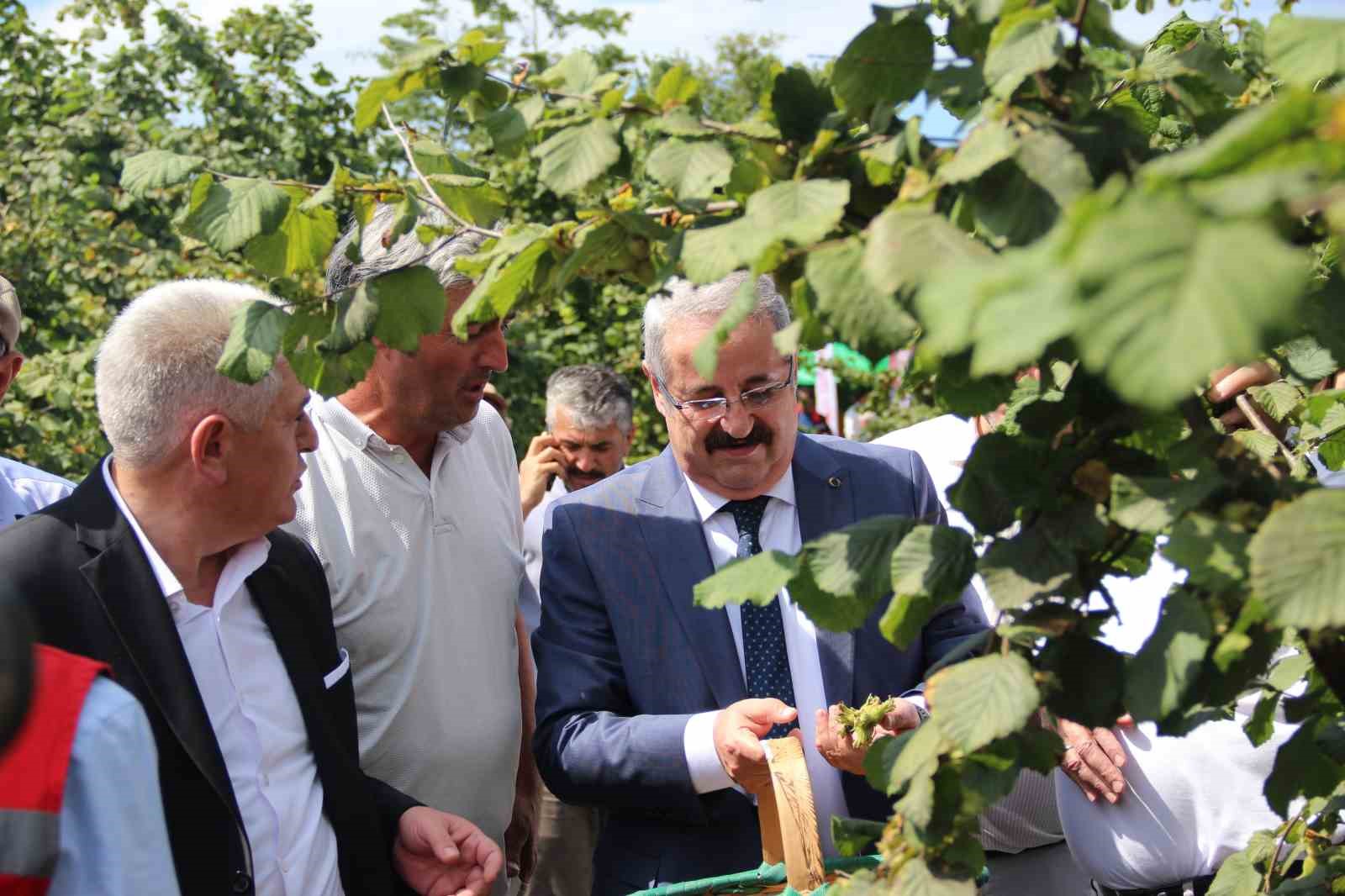 Samsun’da fındık hasadı: 114 bin ton rekolte beklentisi
