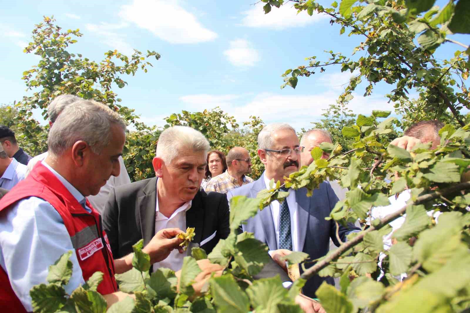 Samsun’da fındık hasadı: 114 bin ton rekolte beklentisi
