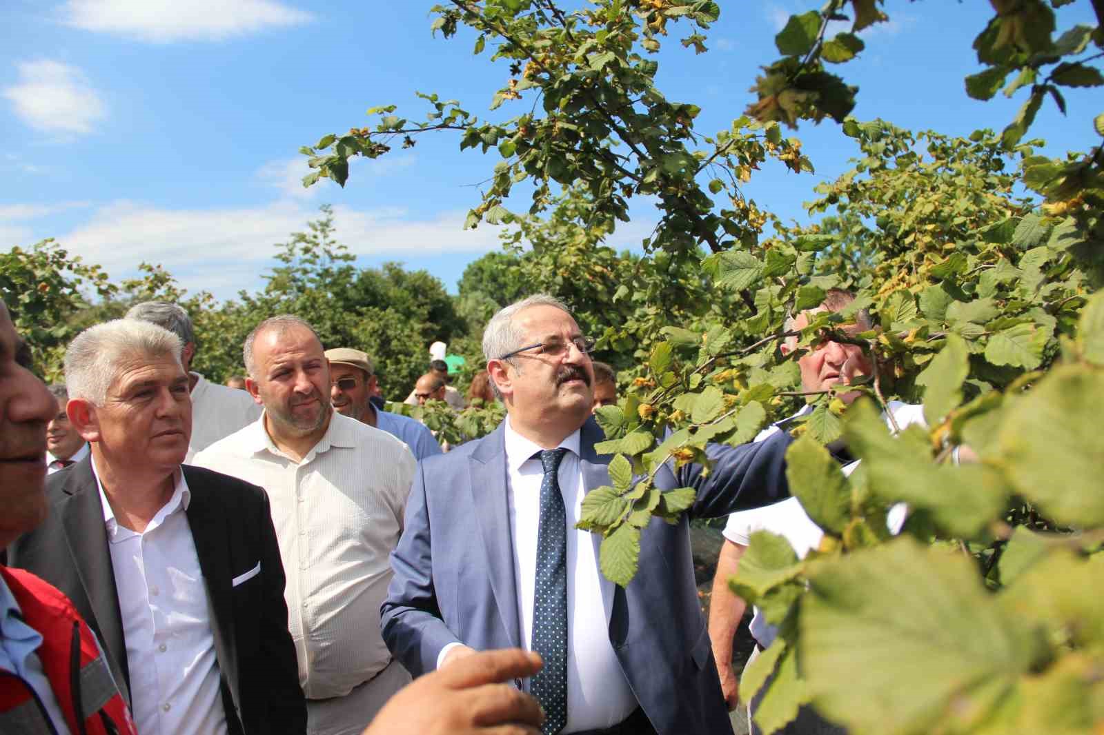 Samsun’da fındık hasadı: 114 bin ton rekolte beklentisi
