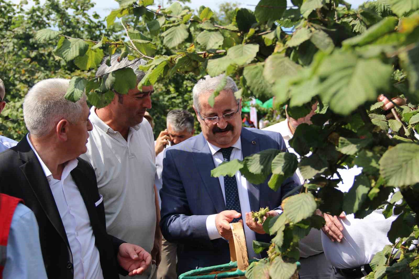 Samsun’da fındık hasadı: 114 bin ton rekolte beklentisi
