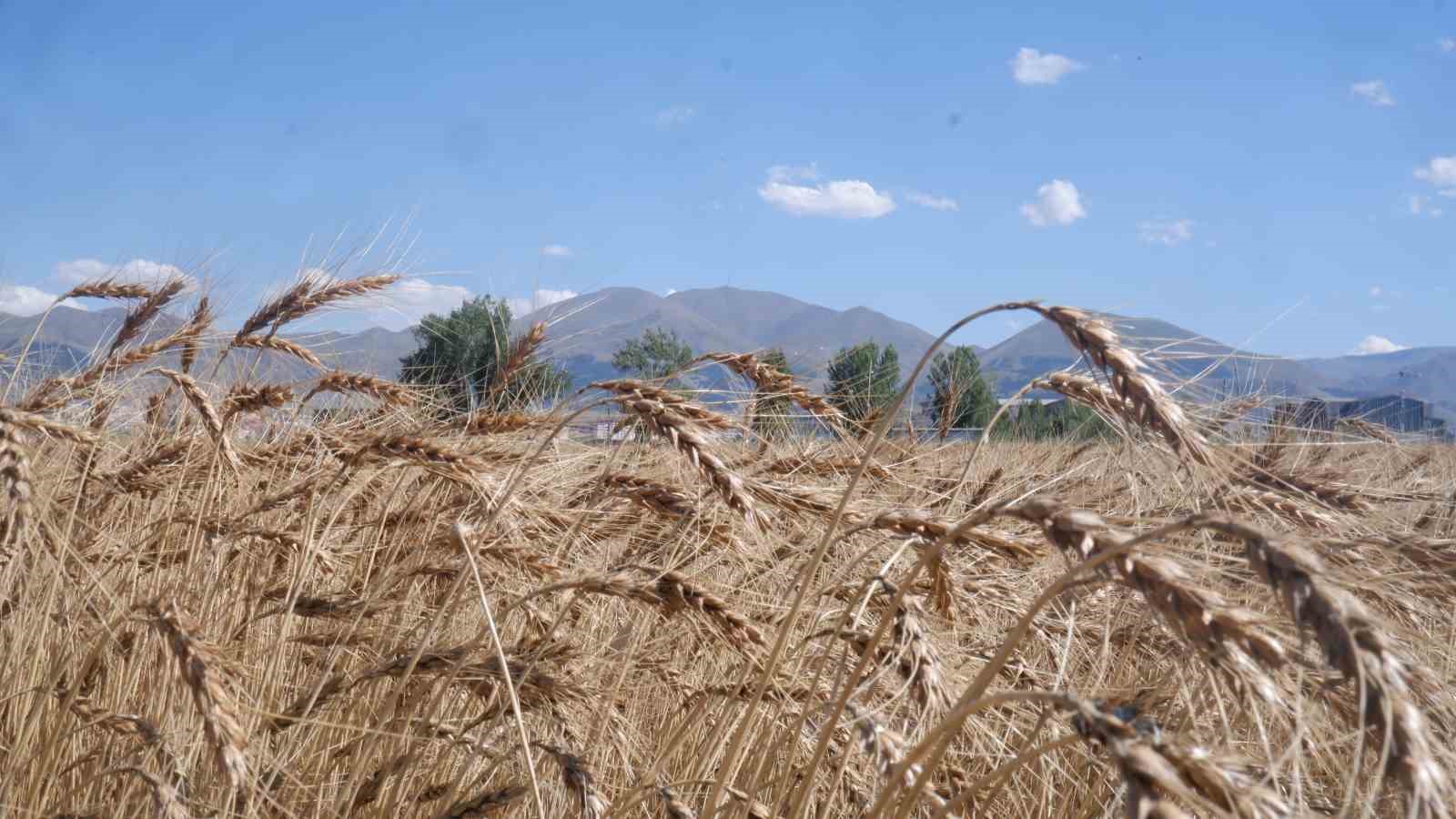 Erzurum’da milli ve yerli tohum hamlesi
