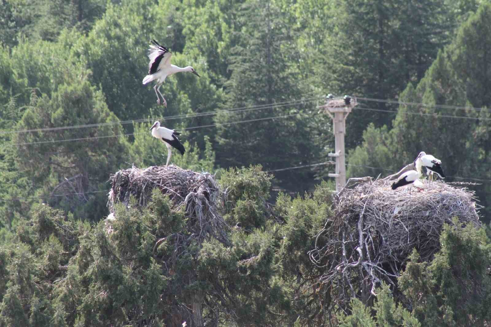 Leylekler Vadisi’nde “lak lak” sesleri sustu
