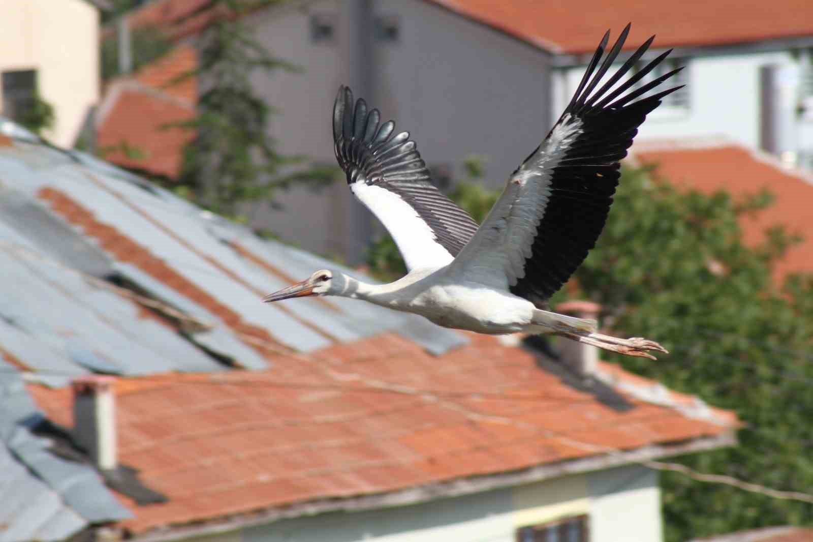 Leylekler Vadisi’nde “lak lak” sesleri sustu
