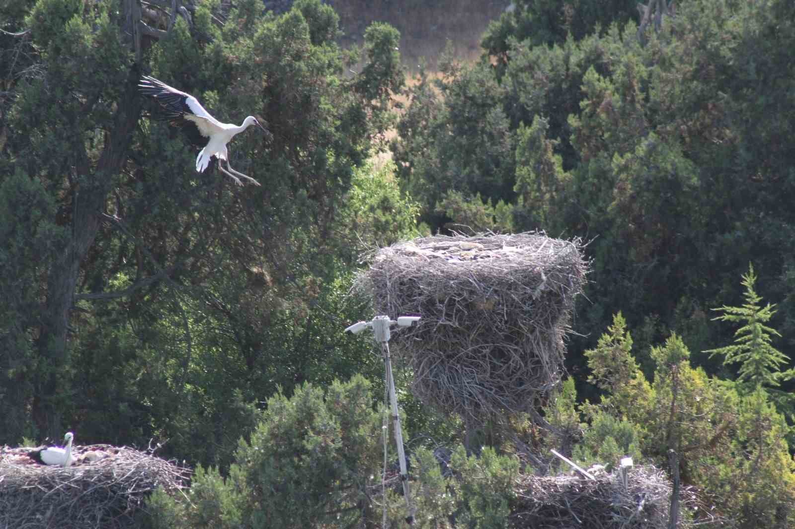 Leylekler Vadisi’nde “lak lak” sesleri sustu
