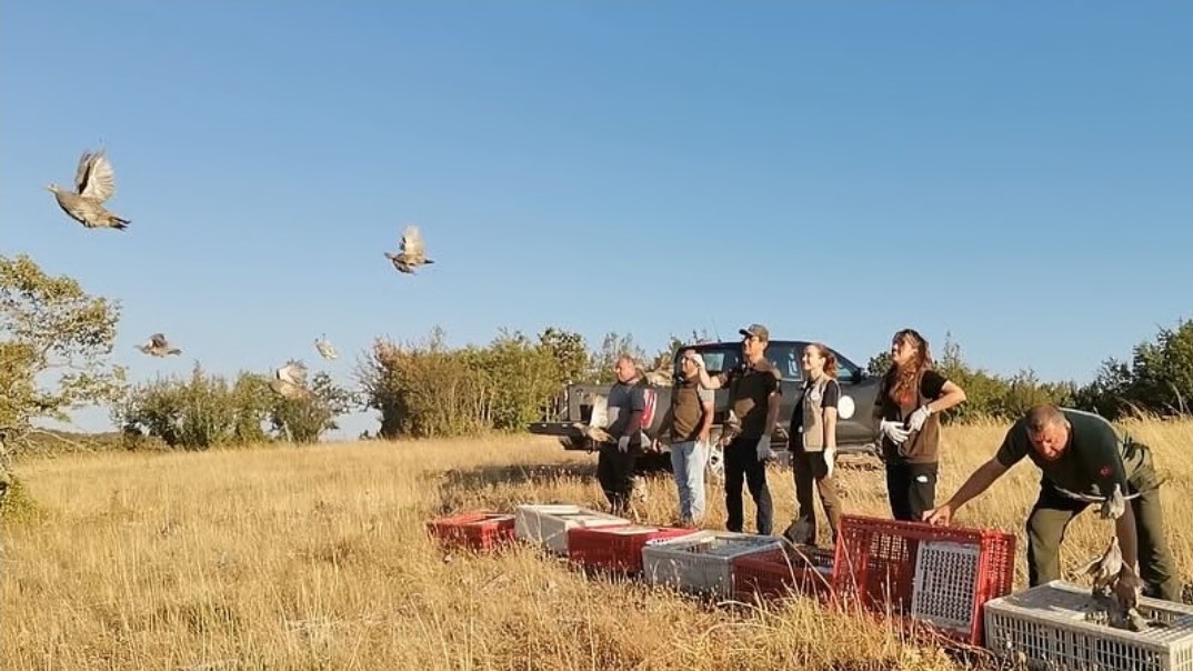 Kırklareli’nde keklikler doğaya salındı
