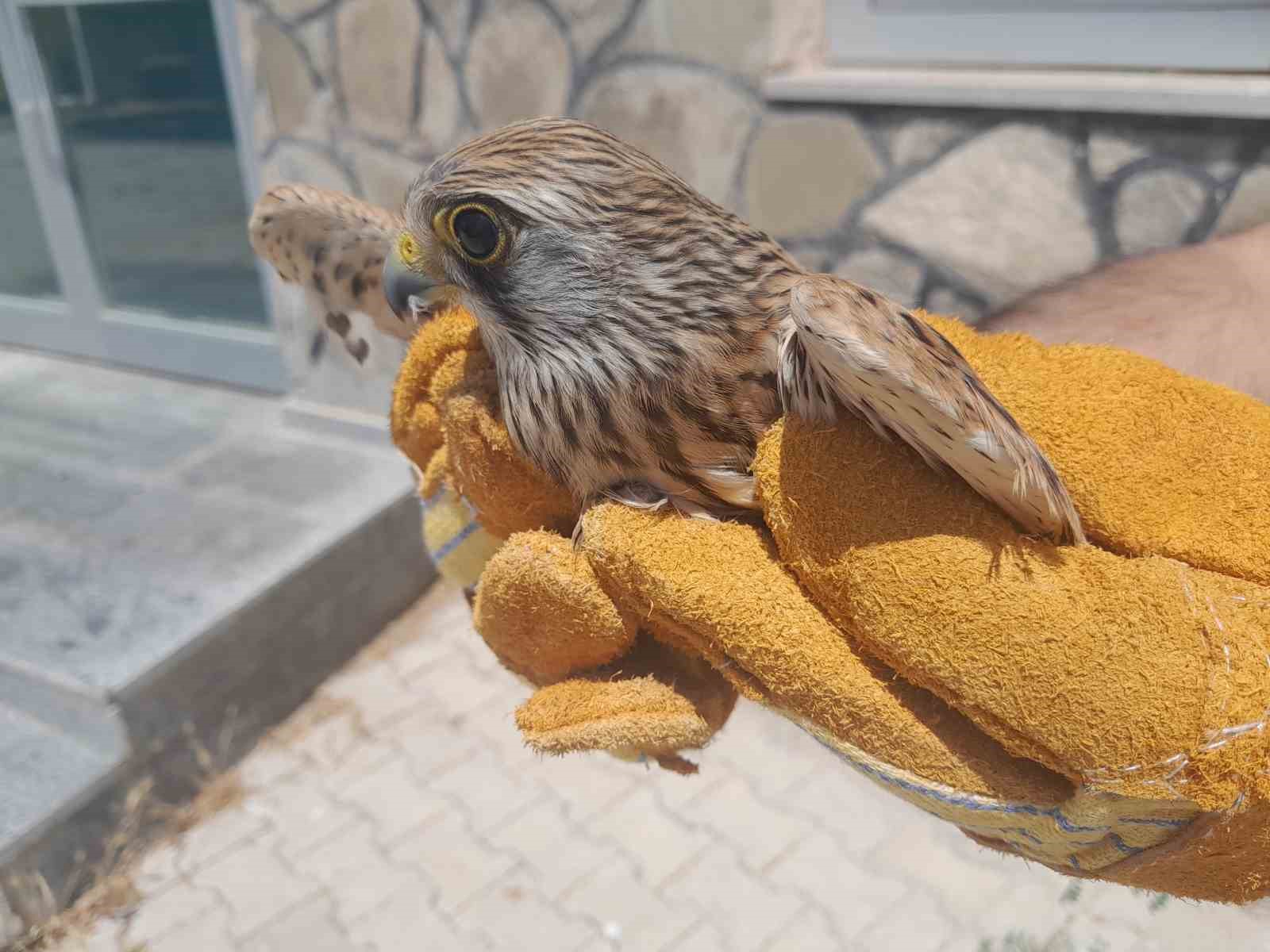 Van’da tedavisi tamamlanan kuşlar doğaya salındı
