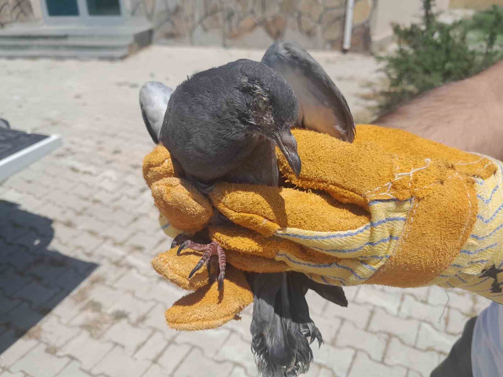 Van’da tedavisi tamamlanan kuşlar doğaya salındı
