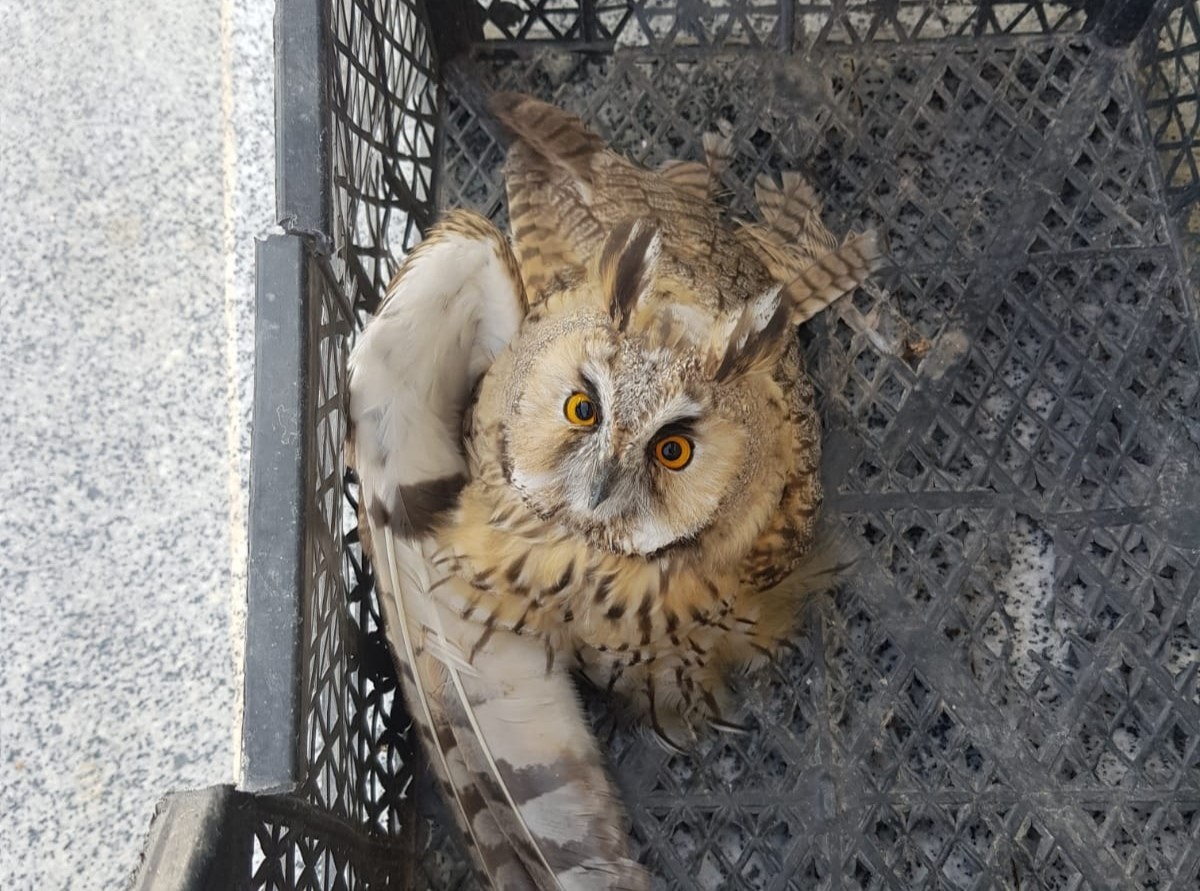 Van’da tedavisi tamamlanan kuşlar doğaya salındı
