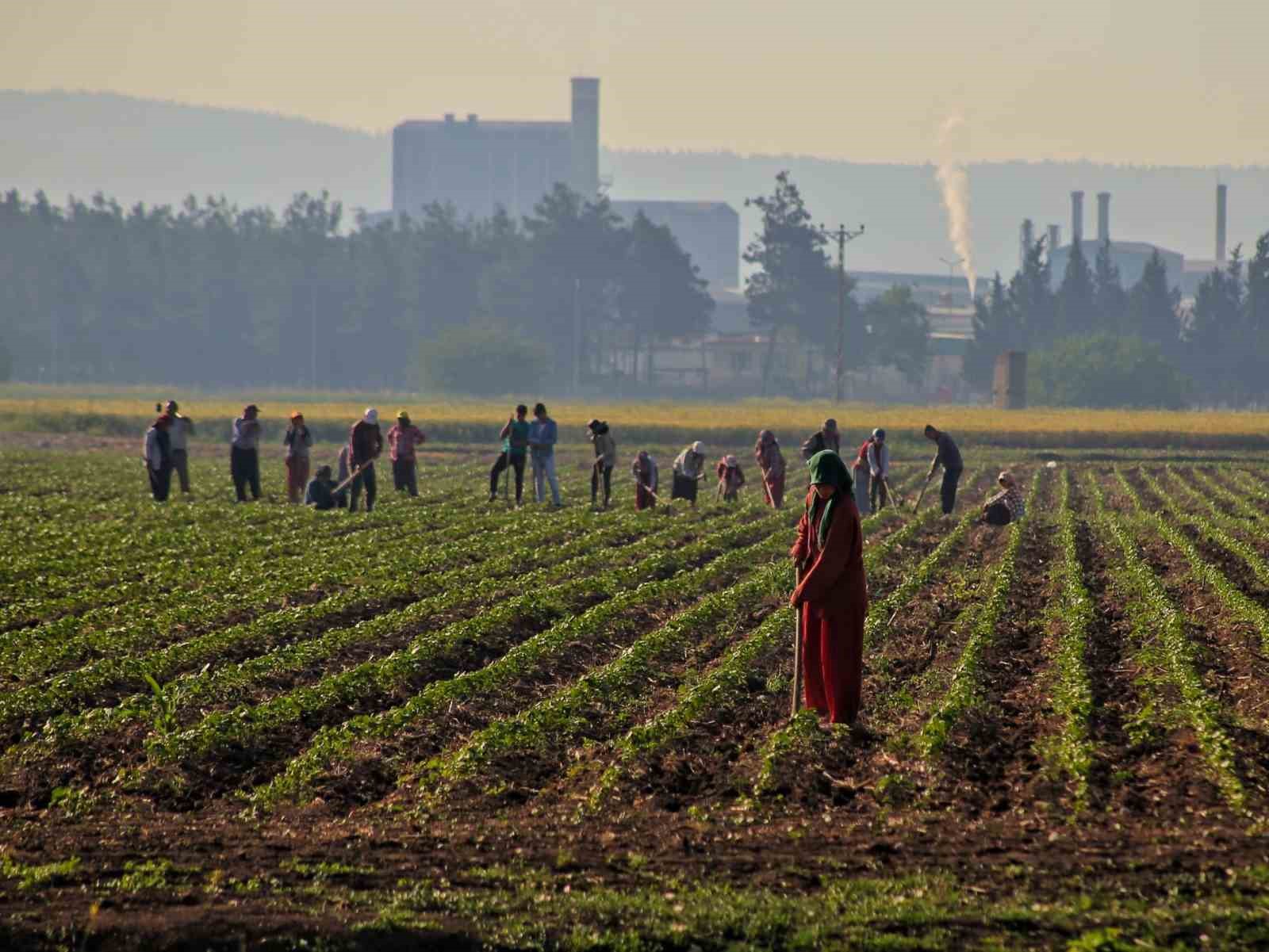 Kırmızı biberin salça olma yolculuğu başladı
