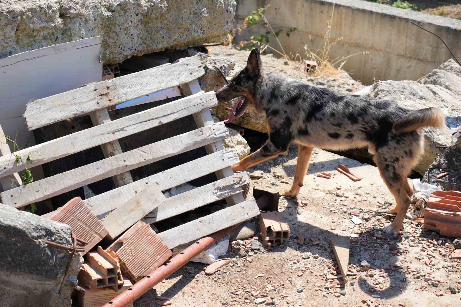 Sağlık Bakanlığı’nın ilk arama-kurtarma köpeği ’Shollie’ afetlere Samsun’da hazırlanıyor
